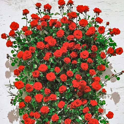 Kletterrose Mushimara interface.art Bild 1 Kletterrose Mushimara interface.image 1 interface.art 2171