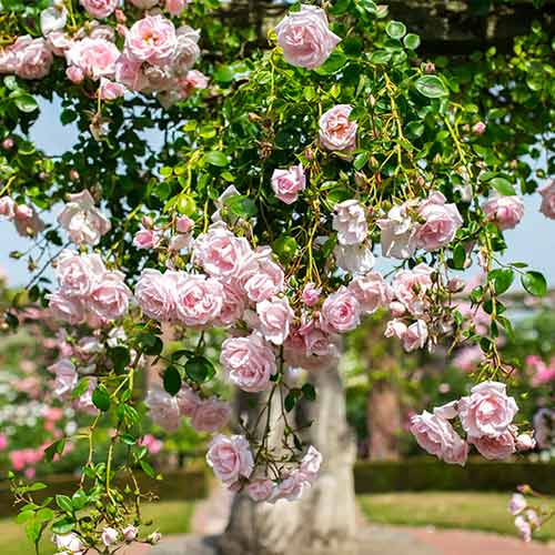 Kletterrose New Dawn interface.image 1 interface.art 2172