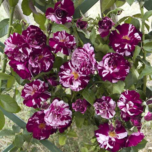 Kletterrose New Imagine®, C5 interface.image 1 interface.art 5496