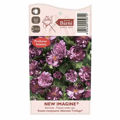 Kletterrose New Imagine®, C5 interface.image 4 interface.art 5496