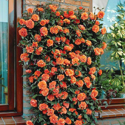 Kletterrose orange interface.art Bild 1 Kletterrose orange interface.image 1 interface.art 2173
