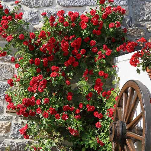 Kletterrose Paul's Scarlet interface.image 1 interface.art 2176