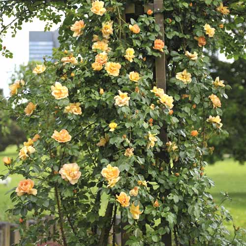 Kletterrose Redova ®, С5 interface.image 1 interface.art 6182