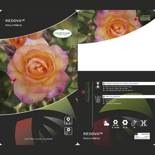 Kletterrose Redova ®, С5 interface.image 3 interface.art 6182