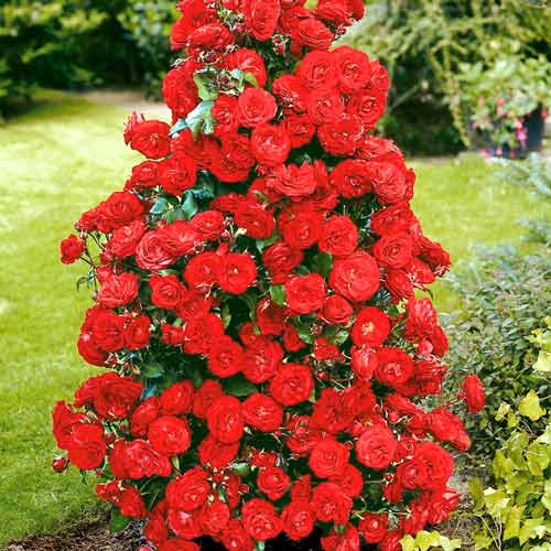 Kletterrose rot interface.art Bild 1 Kletterrose rot interface.image 1 interface.art 2167