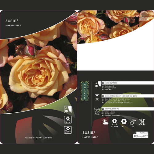 Kletterrose Susie ®, С5 interface.art Bild 3 Kletterrose Susie ®, С5 interface.image 3 interface.art 6183
