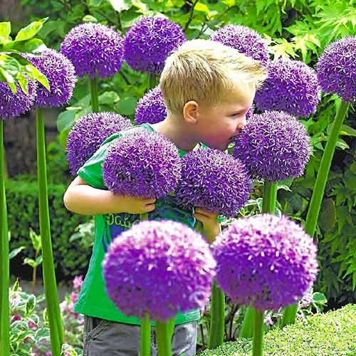 Knoblauch (Lauch) Gladiator interface.image 1 interface.art 67296