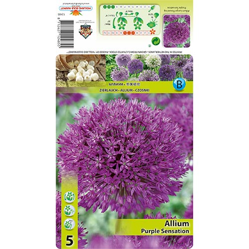 Allium Purple Sensation interface.image 1 interface.art 67301