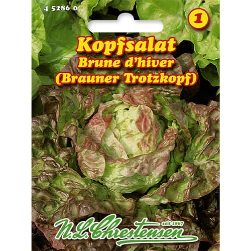 Kopfsalat Brune d'hiver interface.art Bild 1 Kopfsalat Brune d'hiver interface.image 1 interface.art 86056