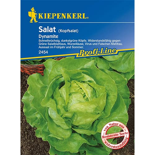 Kopfsalat Dynamite interface.art Bild 1 Kopfsalat Dynamite interface.image 1 interface.art 86461