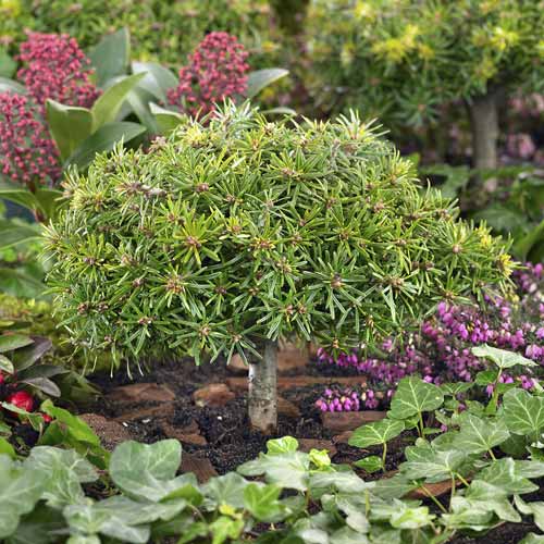 Korea-Tanne Kristall Kugel, C4 interface.image 1 interface.art 8242