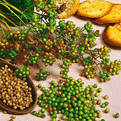 Koriander aussaat Marino interface.image 1 interface.art 96596