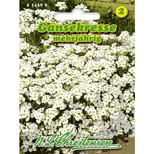 Gänsekresse mehrjährig interface.image 1 interface.art 96402