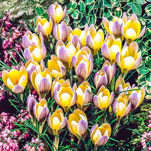 Krokus Advance interface.image 1 interface.art 68060