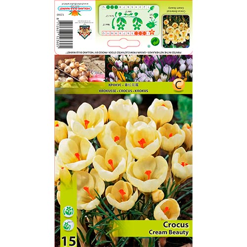 Krokus Cream Beauty interface.image 1 interface.art 67328