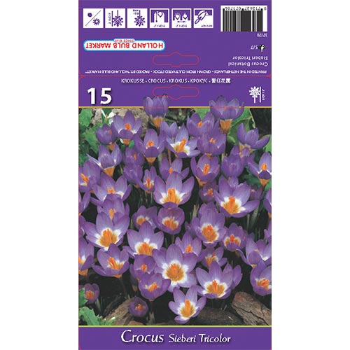 Krokus Tricolor interface.image 1 interface.art 67620