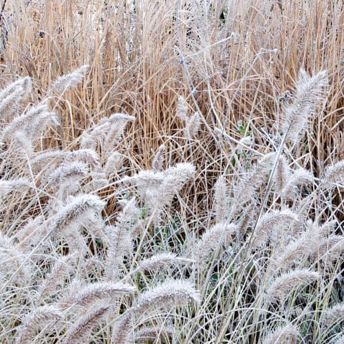 Lampenputzergras (Pennisetum) Little Bunny interface.art Bild 1 Lampenputzergras (Pennisetum) Little Bunny interface.image 1 interface.art 4783