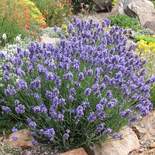 Lavendel Dwarf Blue, P9 interface.art Bild 1 Lavendel Dwarf Blue, P9 interface.image 1 interface.art 9069