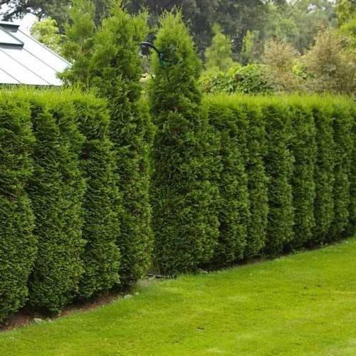 Lebensbaum Columna, Р9 interface.image 1 interface.art 9413