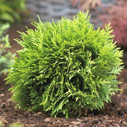 Lebensbaum Danica, С3 interface.image 1 interface.art 7750