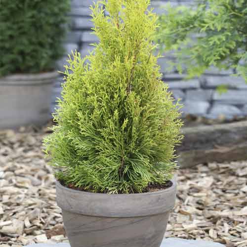 Lebensbaum Smaragd, Р9 interface.image 1 interface.art 9415