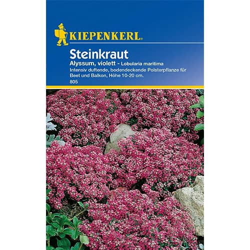 Steinkraut Alyssum violett interface.art Bild 1 Steinkraut Alyssum violett interface.image 1 interface.art 96585