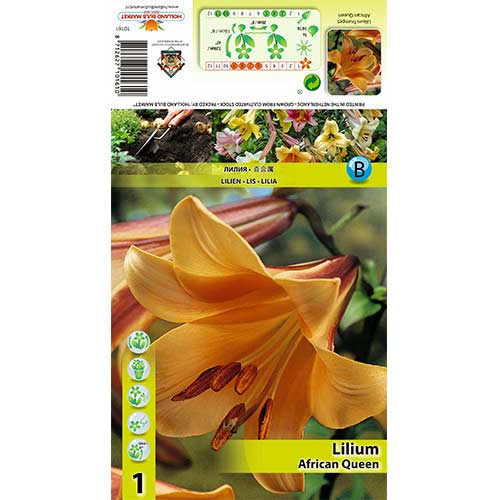 Lilie African Queen interface.art Bild 1 Lilie African Queen interface.image 1 interface.art 70422