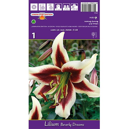 Lilie Beverly Dreams interface.art Bild 1 Lilie Beverly Dreams interface.image 1 interface.art 77840