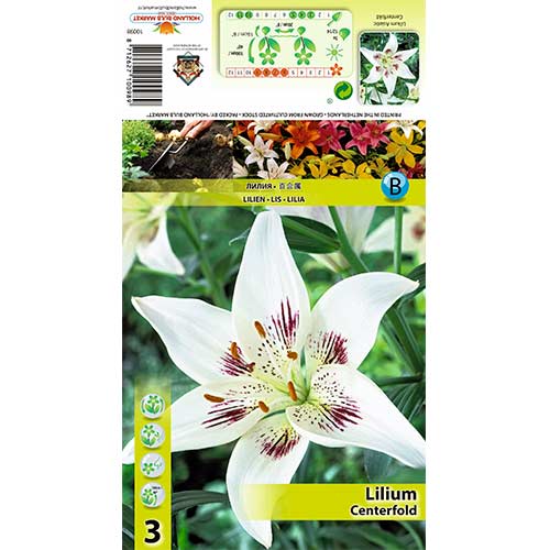 Lilie Centerfold interface.art Bild 1 Lilie Centerfold interface.image 1 interface.art 70425