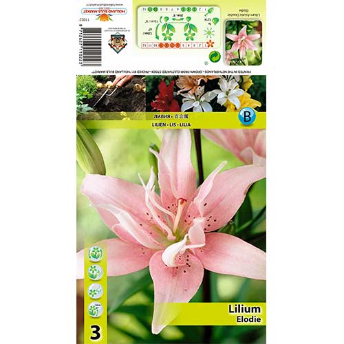 Lilie Elodie interface.art Bild 1 Lilie Elodie interface.image 1 interface.art 70428