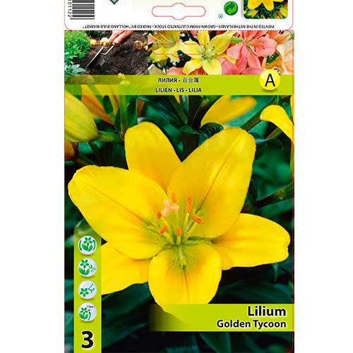 Lilie Golden Tycoon interface.art Bild 1 Lilie Golden Tycoon interface.image 1 interface.art 70468