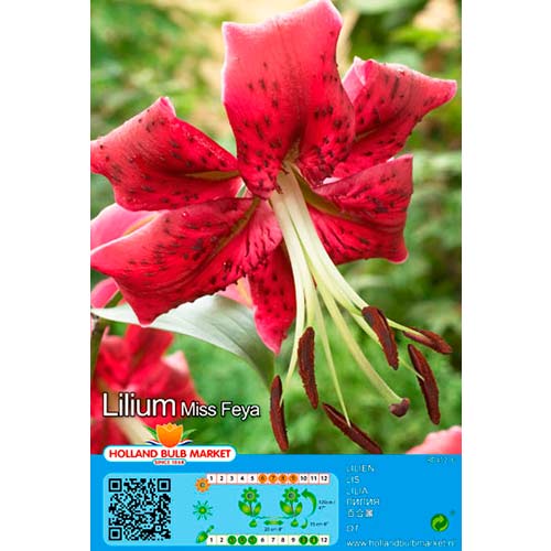 Lilie Miss Feya interface.art Bild 1 Lilie Miss Feya interface.image 1 interface.art 76472