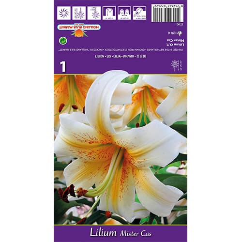 Lilie Mister Cas interface.art Bild 1 Lilie Mister Cas interface.image 1 interface.art 77841