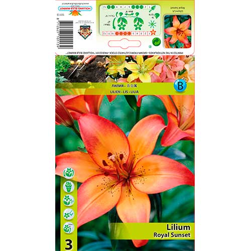 Lilie Royal Sunset interface.art Bild 1 Lilie Royal Sunset interface.image 1 interface.art 76323