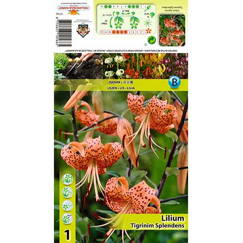 Lilie Tigrinum Splendens interface.art Bild 1 Lilie Tigrinum Splendens interface.image 1 interface.art 70439