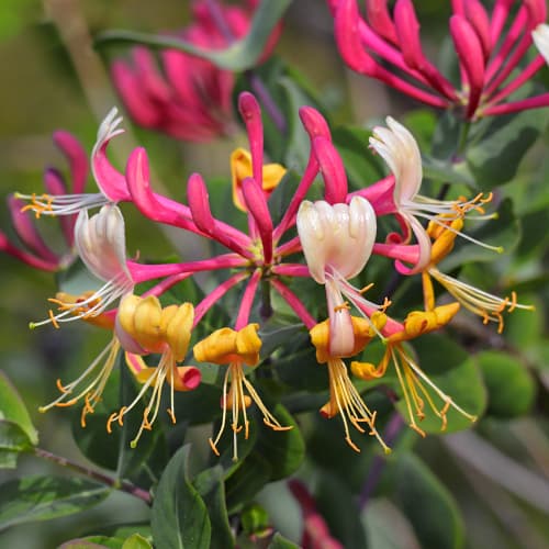 Lonicera periclymenum Belgica Select, С2 interface.art Bild 1 Lonicera periclymenum Belgica Select, С2 interface.image 1 interface.art 7786