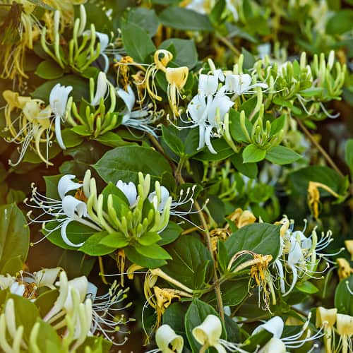 Lonicera periclymenum Graham Thomas, С2 interface.art Bild 1 Lonicera periclymenum Graham Thomas, С2 interface.image 1 interface.art 7787