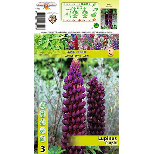 Lupine Purple interface.art Bild 1 Lupine Purple interface.image 1 interface.art 70440