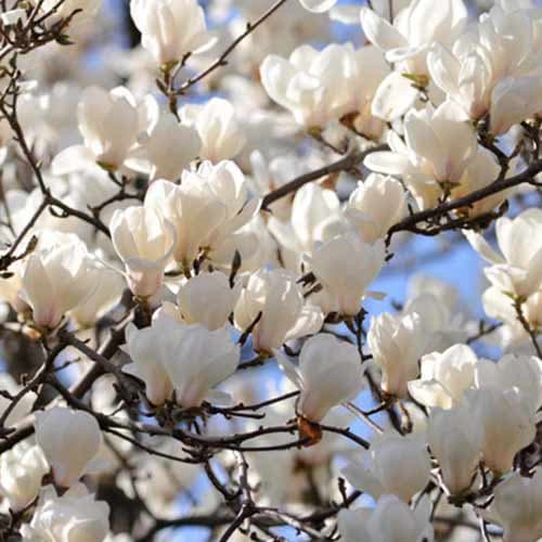 Magnolia Alba Superba, С2 interface.art Bild 1 Magnolia Alba Superba, С2 interface.image 1 interface.art 7790