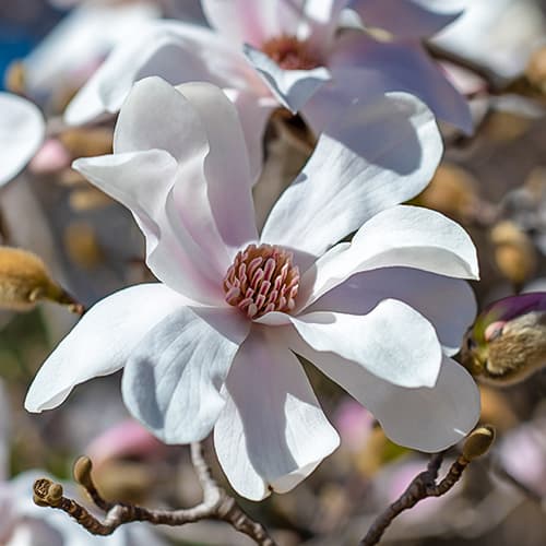 Magnolia Merrill, С2 interface.art Bild 1 Magnolia Merrill, С2 interface.image 1 interface.art 7789