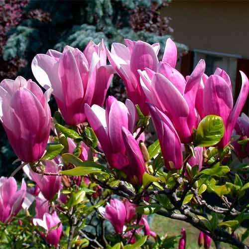 Magnolie George Henry Kern, C2 interface.image 1 interface.art 4464