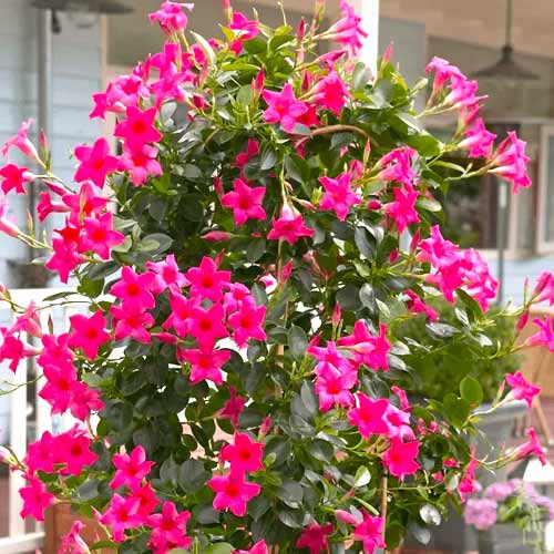 Mandevilla Pink interface.art Bild 1 Mandevilla Pink interface.image 1 interface.art 77813