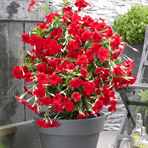 Mandevilla Red interface.art Bild 1 Mandevilla Red interface.image 1 interface.art 77814