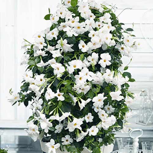 Mandevilla White interface.art Bild 1 Mandevilla White interface.image 1 interface.art 77812
