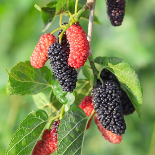 Maulbeere Full Seasons, С2 interface.image 1 interface.art 5452