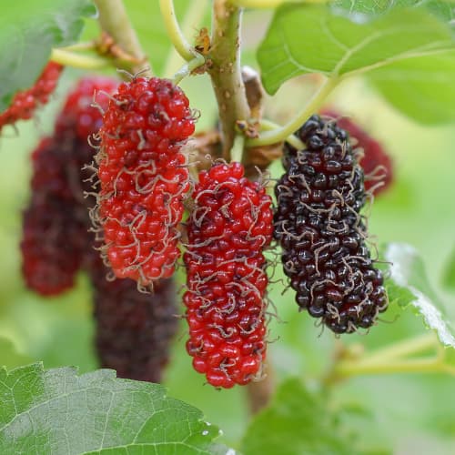 Maulbeere Red No.2, С2 interface.art Bild 1 Maulbeere Red No.2, С2 interface.image 1 interface.art 5453