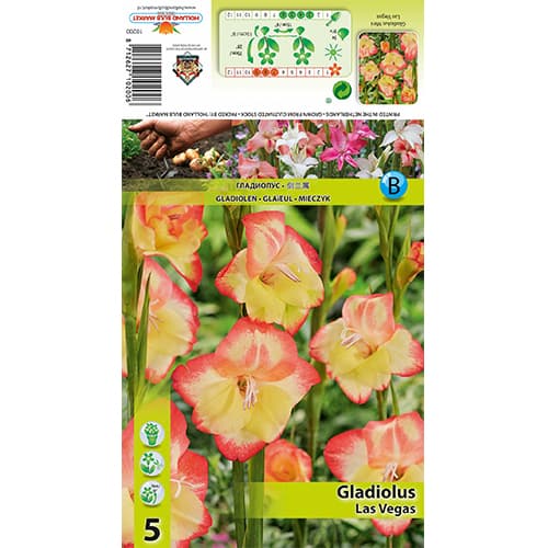 Mini-Gladiole Las Vegas interface.art Bild 1 Mini-Gladiole Las Vegas interface.image 1 interface.art 77825
