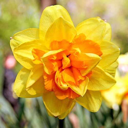 Narzisse Моnza interface.image 1 interface.art 70237