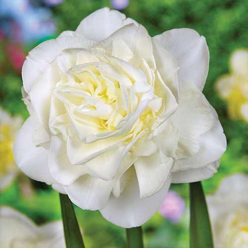 Narzisse Obdam interface.image 1 interface.art 70286