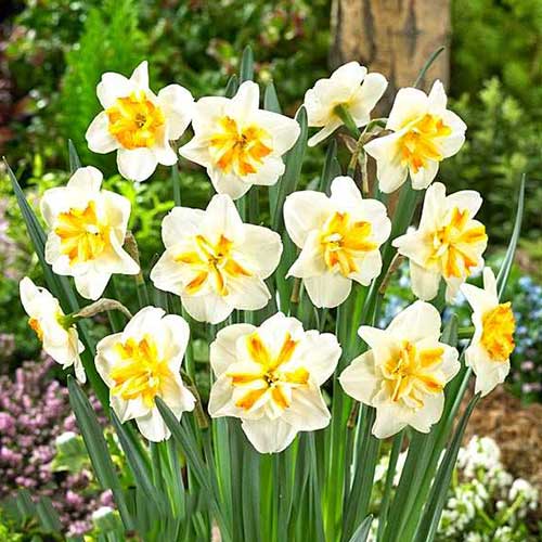 Narzisse Sorbet interface.image 1 interface.art 67430